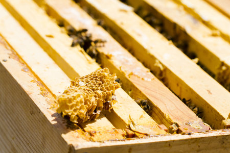 A beekeeper checking her hive.