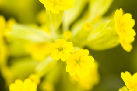 Small garden in full bloom in early Spring.