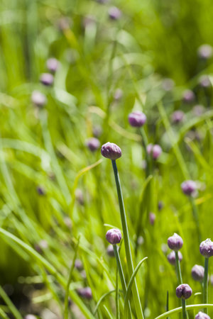 Growing locally edible plants.