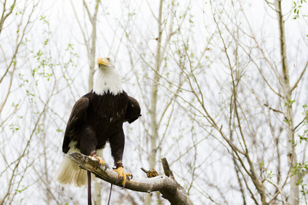 Bald eagle of North America in captivity.の写真素材