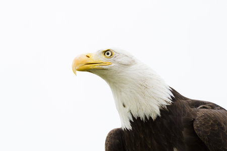 Bald eagle of North America in captivity.
