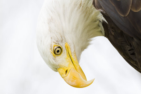 Bald eagle of North America in captivity.の写真素材
