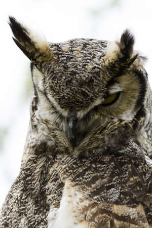 Close up of great horned owl in captivity.の写真素材
