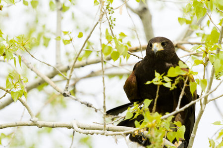 Close up of harriss hawk in captivity.の写真素材