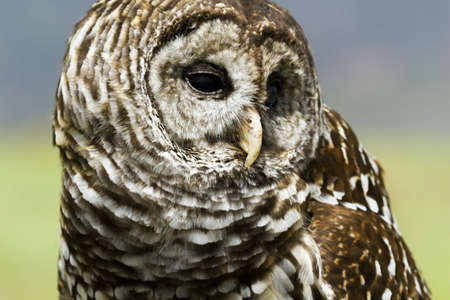 Close up of barred owl in captivity.の写真素材
