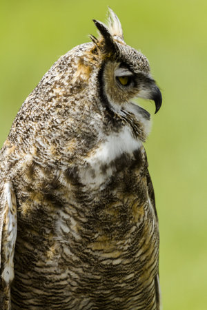 Close up of great horned owl in captivity.の写真素材