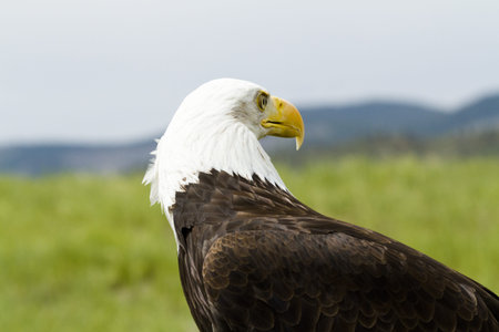 Bald eagle of North America in captivity.