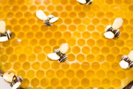 White chocolate lemon honey tart on a white background.の写真素材