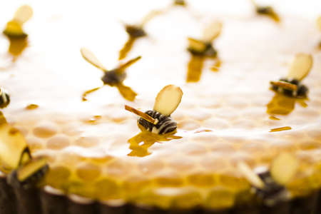 White chocolate lemon honey tart on a white background.の写真素材