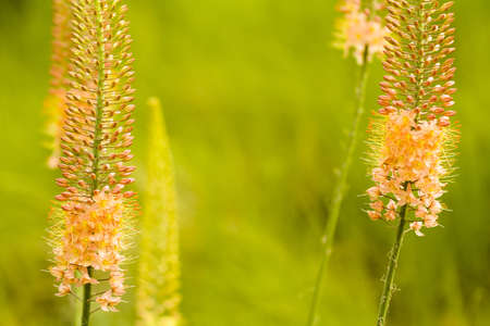 Garden in full bloom on sunny summer day.の写真素材