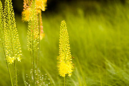 Garden in full bloom on sunny summer day.の写真素材