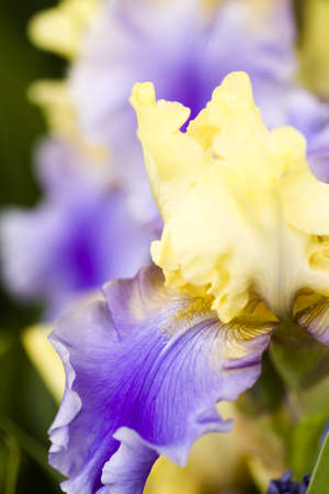 Garden in full bloom on sunny summer day.の写真素材