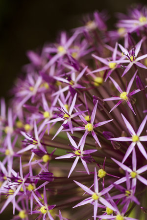 Garden in full bloom on sunny summer day.の写真素材