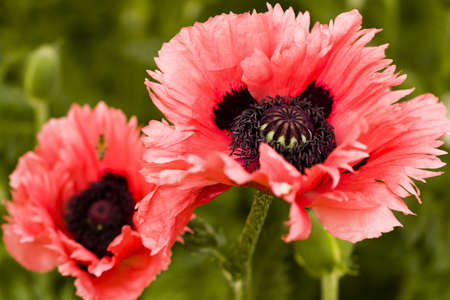 Garden in full bloom on sunny summer day.の写真素材