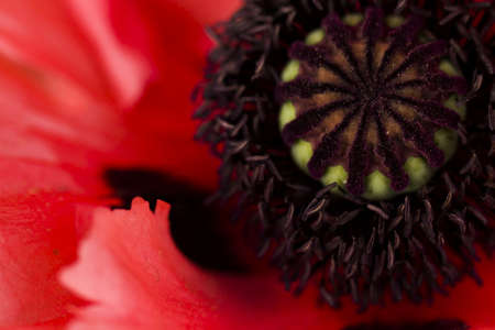 Garden in full bloom on sunny summer day.の写真素材