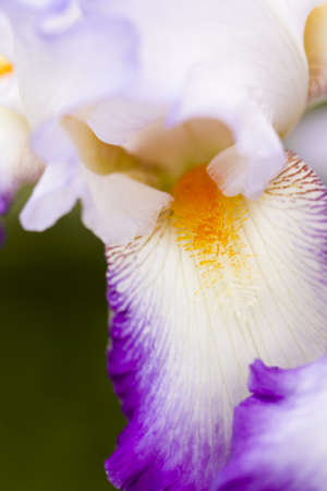 Garden in full bloom on sunny summer day.の写真素材