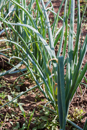 Community gardening in urban community.の写真素材
