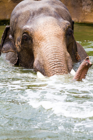 Elephant playing in the water on a hot summer day.の写真素材
