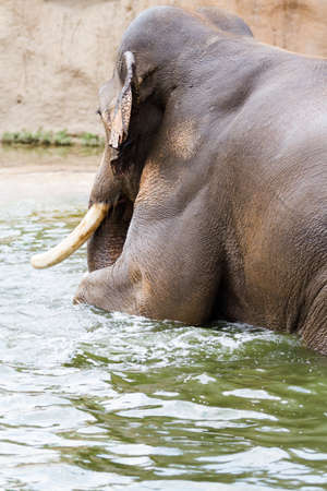 Elephant playing in the water on a hot summer day.の写真素材