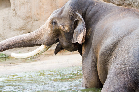 Elephant playing in the water on a hot summer day.の写真素材