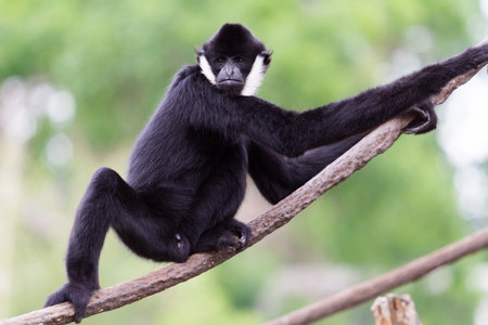 Monkey playing at the top of the tree.