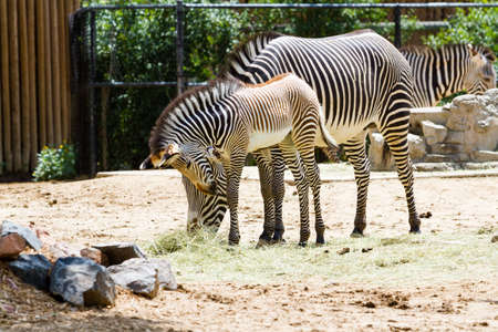 Grevys zebras is most endangered of species of zebra.の写真素材