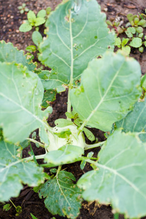 Community gardening in urban community.