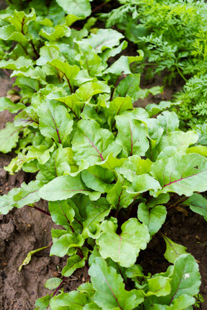 Community gardening in urban community.