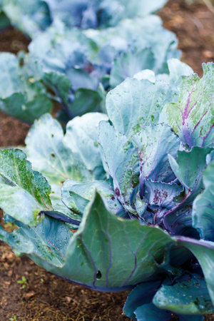 Community gardening in urban community.