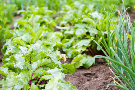 Community gardening in urban community.