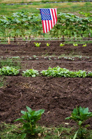 Community gardening in urban community.の写真素材