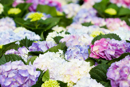 Colordul hydrangea in flowering carpet.の写真素材