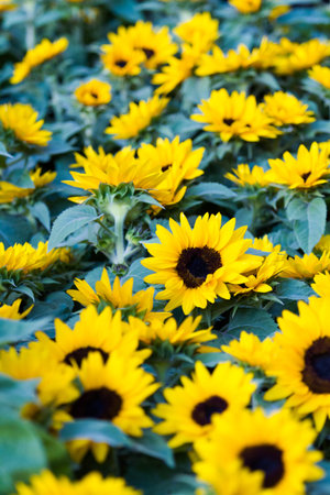 Sunflowers as a flowering carpet.の写真素材