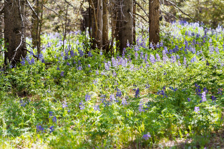 Lupins in full bloom on the alpine forest floor.の写真素材