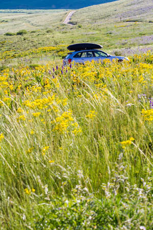Yellow and blue wildflowers in full bloom in the mountains.の写真素材