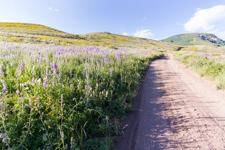 Yellow and blue wildflowers in full bloom in the mountains.