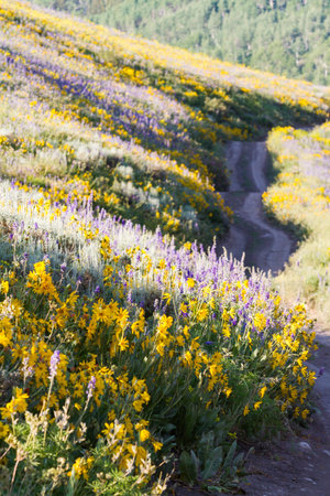 Yellow and blue wildflowers in full bloom in the mountains.の写真素材
