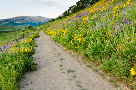 Yellow wildflowers in full bloom in the mountains.の写真素材
