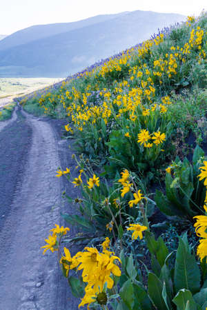 Yellow and blue wildflowers in full bloom in the mountains.の写真素材