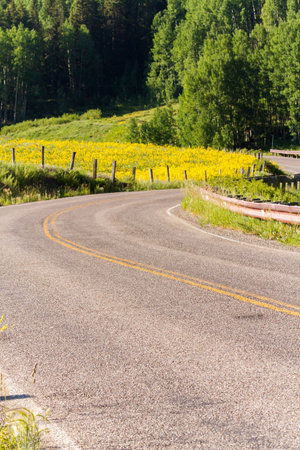 Mountain road with yellow wildflowers on the side.
