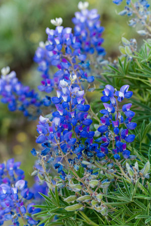 Wildflowers in a full bloom in Crested Butte, Colorado.