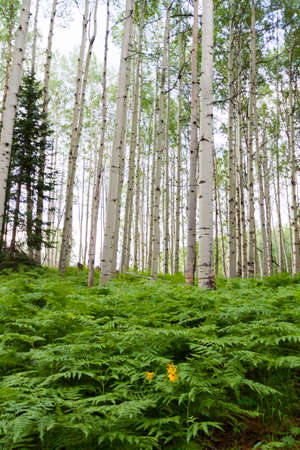 Aspen forest near Crested Butte, Colorado.の写真素材