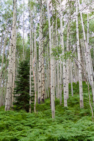 Aspen forest near Crested Butte, Colorado.の写真素材