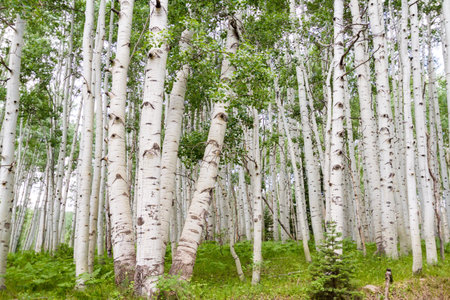 Aspen forest near Crested Butte, Colorado.