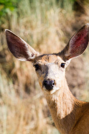 Close up of a young deer.の写真素材