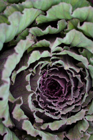 Growing cabbage in organic vegetable garden.の写真素材