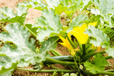 Growing squash in organic vegetable garden.の写真素材