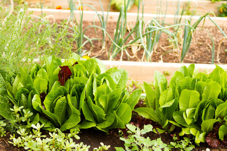 Growing vegetables in organic vegetable garden.