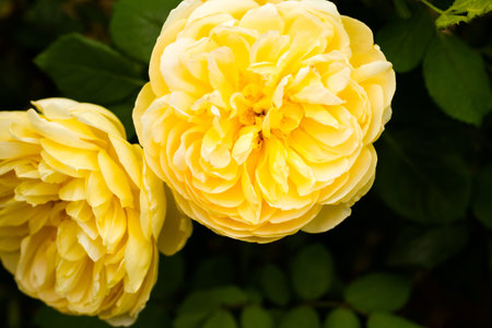 Blooming roses in formal garden.
