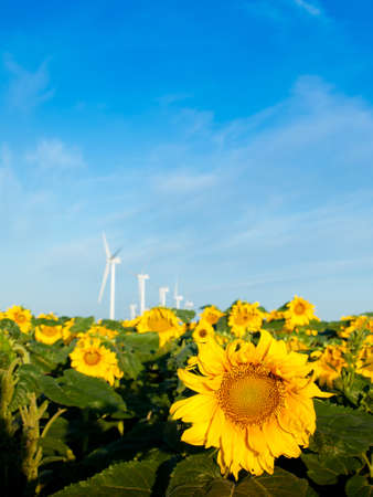 Wind turbines over a beautiful sunflowers field in Limon, Colorado.の写真素材